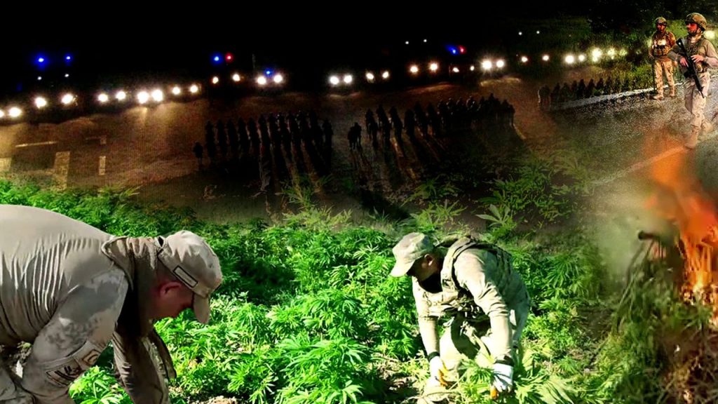 Diyarbakır'da 12 Milyon 389 Bin 174 Adet Kök Kenevir Ele Geçirildi