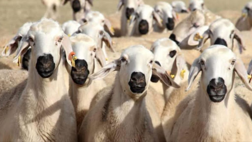 Isparta Sarıidris kasabasında şap hastalığı alarmı