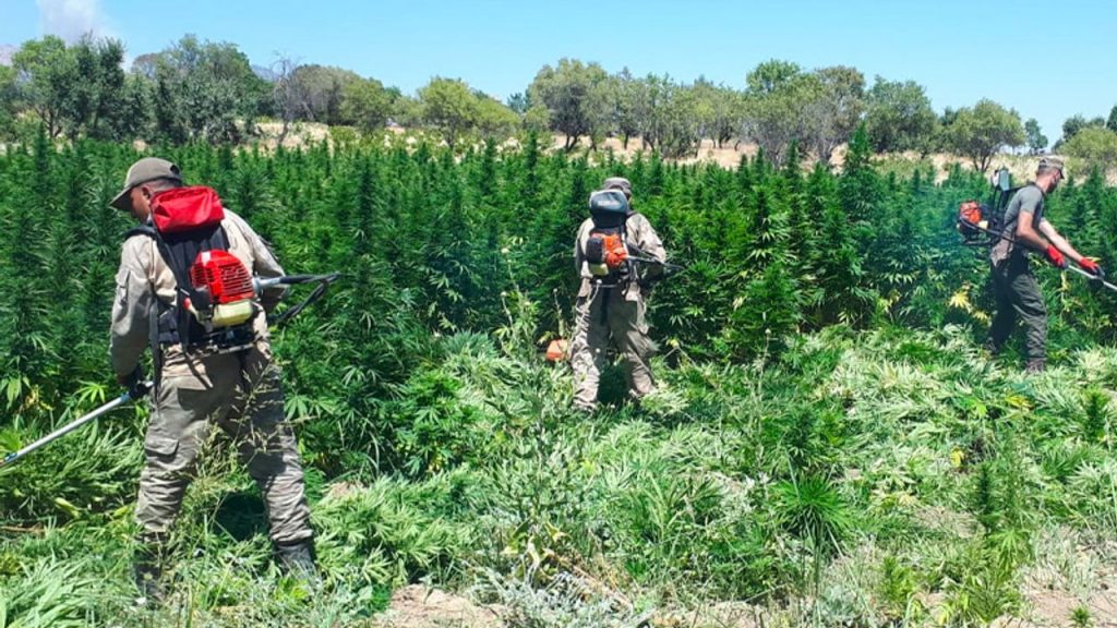 Diyarbakır'da dev uyuşturucu operasyonu: 12 milyon kök kenevir ele geçirildi, 22 tutuklama