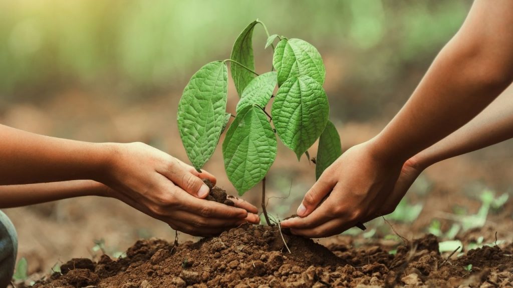 Bu yıl 550 milyona yakın fidan toprakla buluşacak