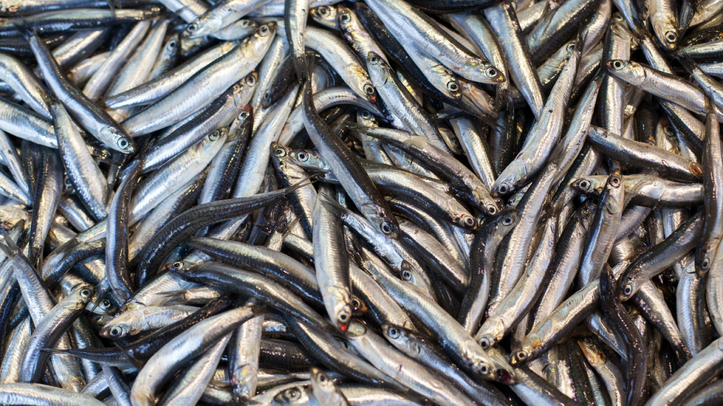 Balıkçıların yüzü hamsiyle güldü