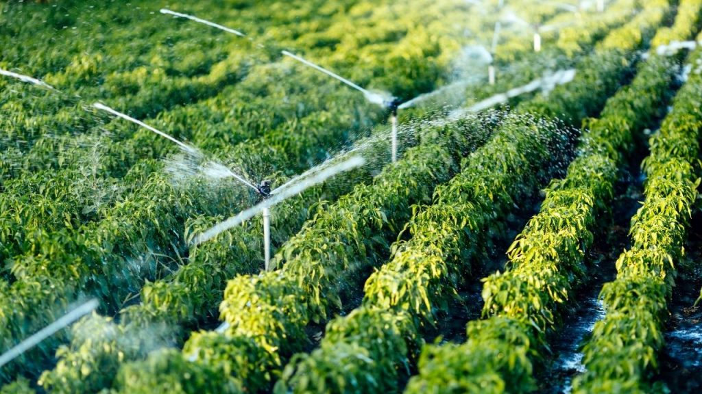 DAP Bölge Kalkınma İdaresi 12 yılda 2 bin 86 projeye destek verdi